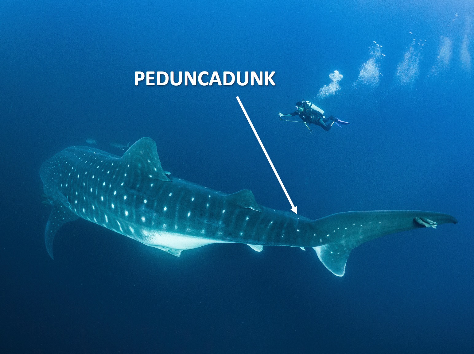 peduncadunk